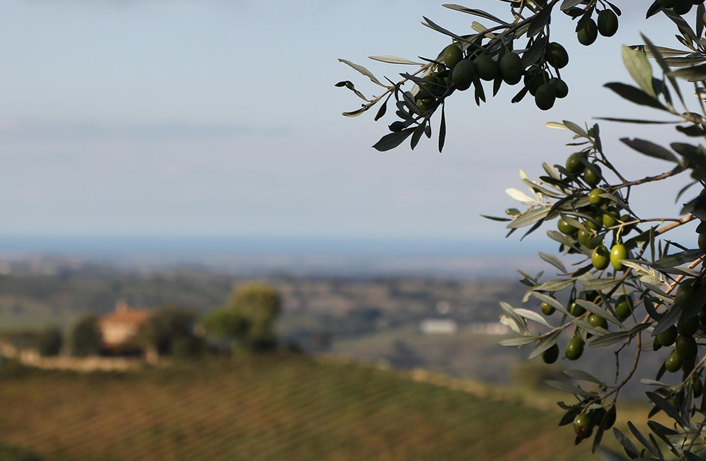 La Toscana terra di olio