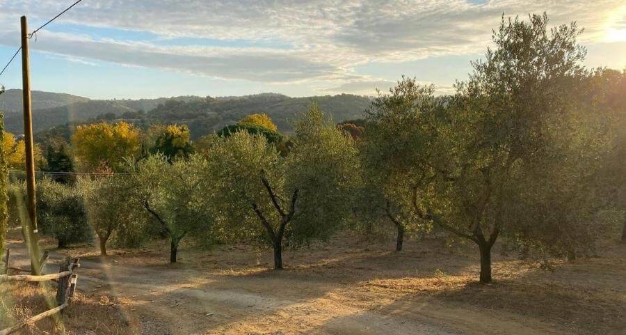 Olio Terra Nera piante olive