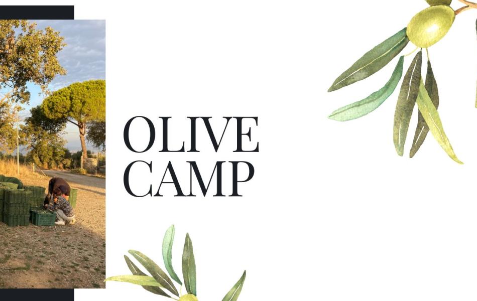 Terra Nera Olive Camp