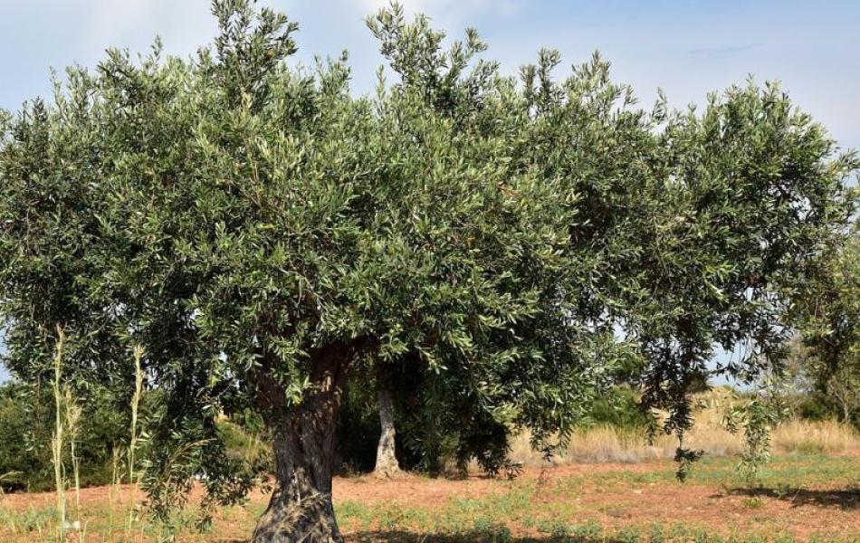 MareMMMalonga – Camminata tra gli olivi