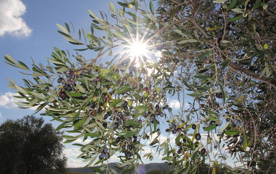 Olio Toscano IGP Terra Nera - La nostra missione