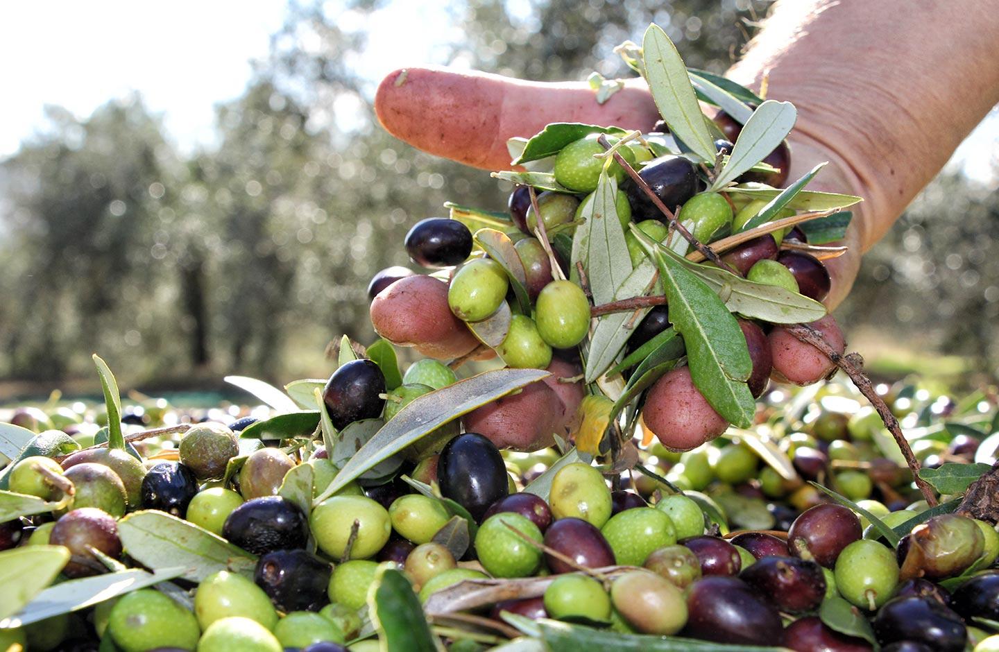 Olio Toscano IGP Terra Nera - Esperienze