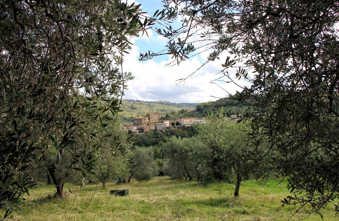 Olio Toscano IGP Terra Nera - Il Frantoio