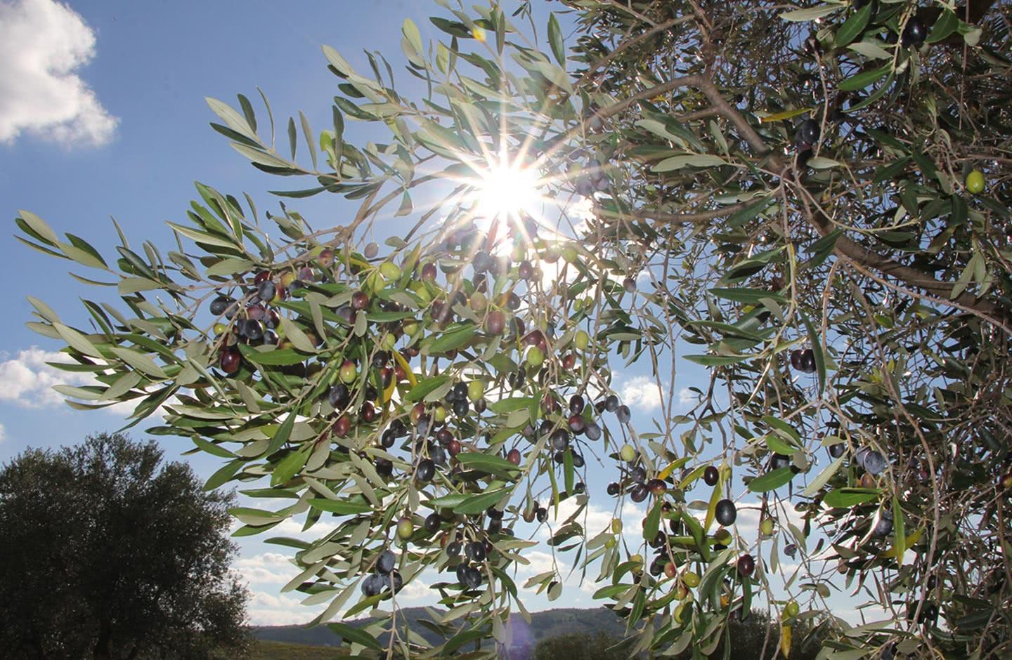Olio Toscano IGP Terra Nera - La nostra missione