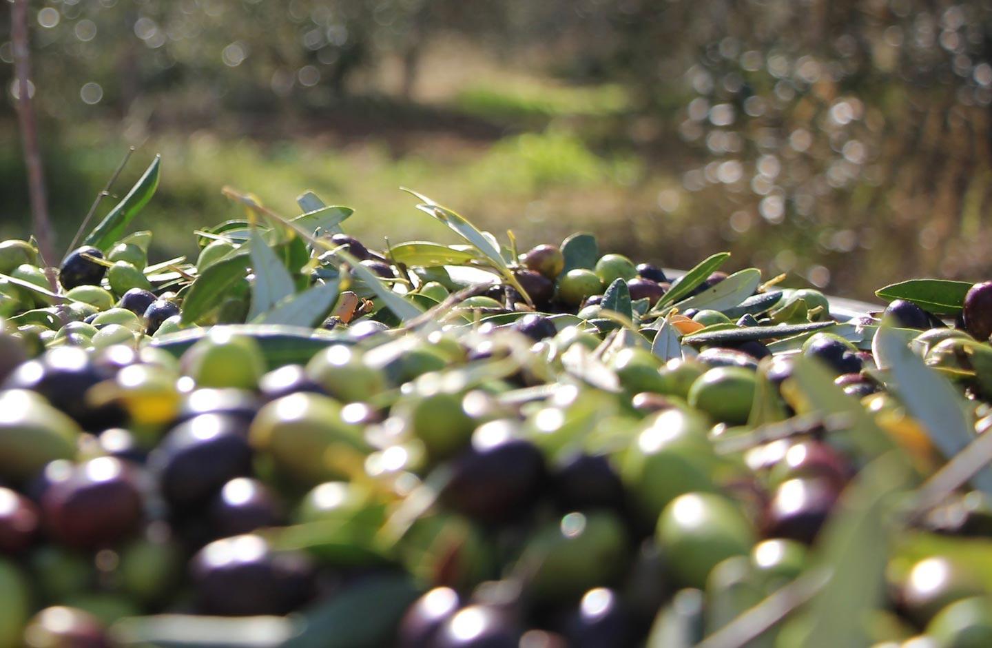 Olio IGP Terra Nera - Produzione