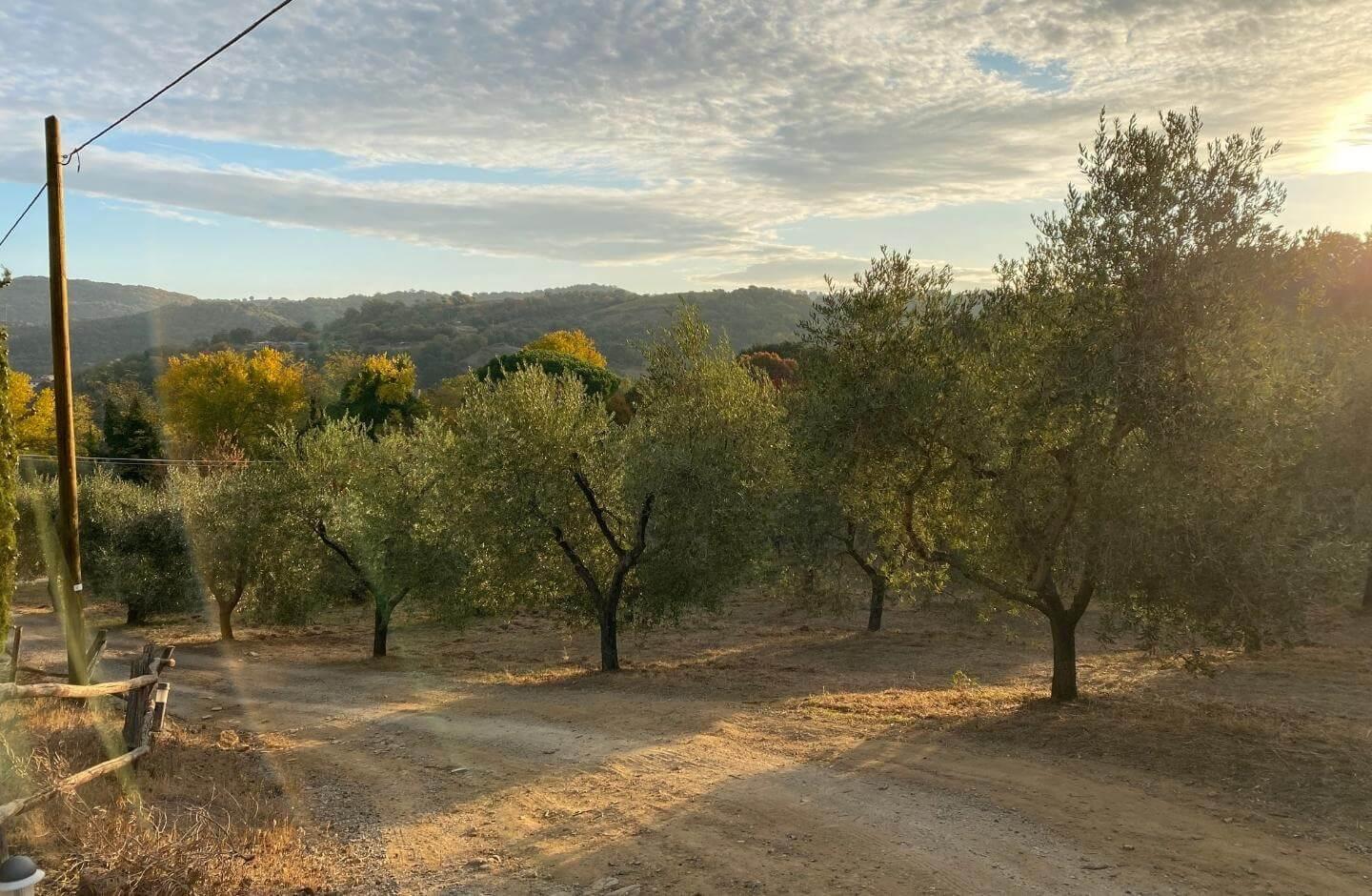 Olio Terra Nera Filosofia