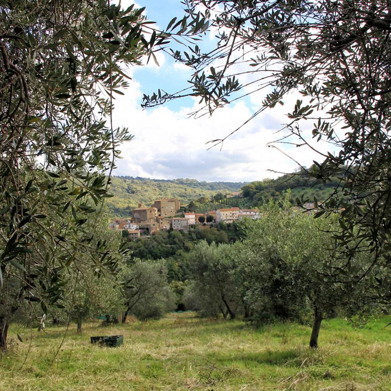 Olio Toscano IGP Terra Nera - Il Frantoio