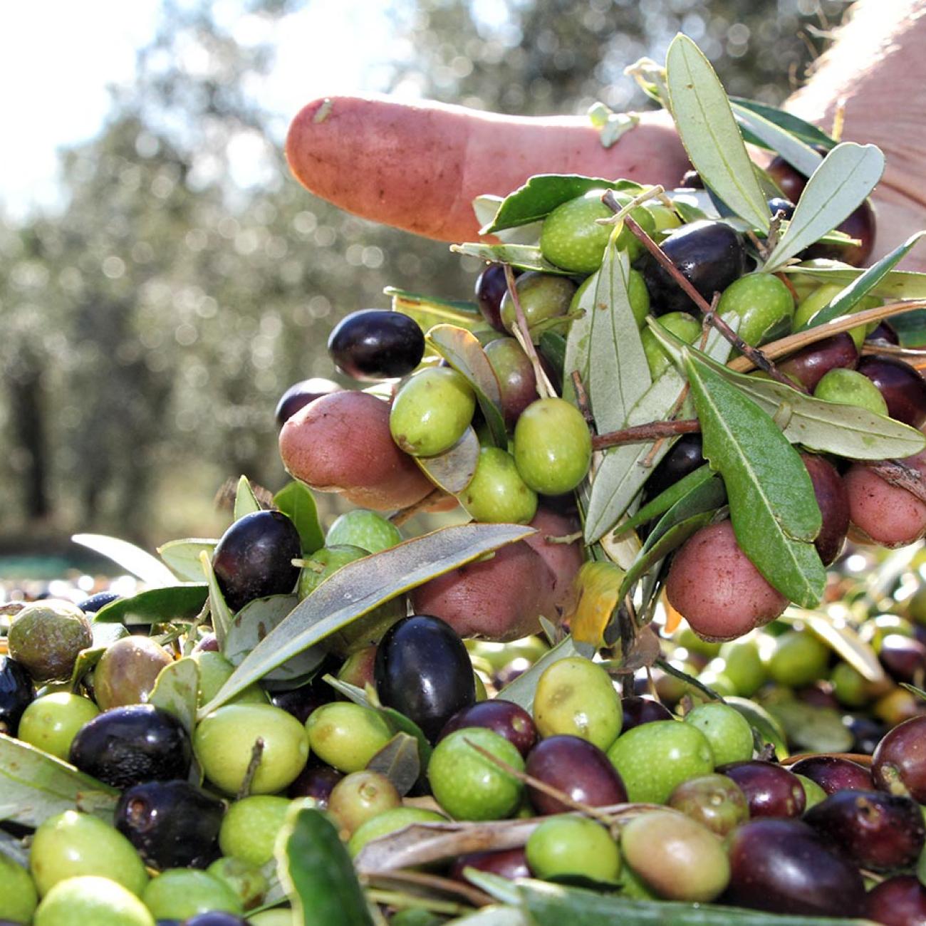 Olio Toscano IGP Terra Nera - Esperienze