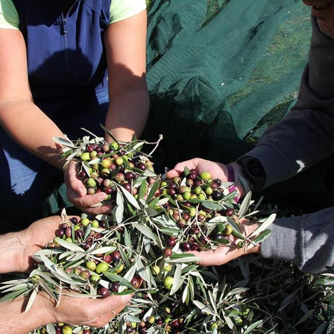 Olio IGP Terra Nera - Produzione