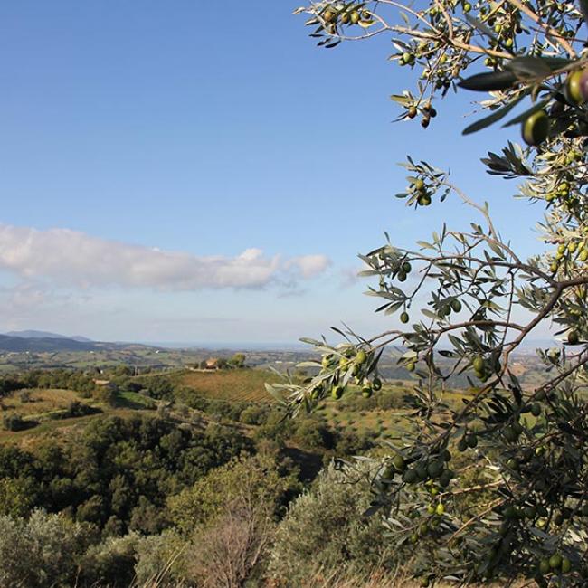La Toscana terra di olio
