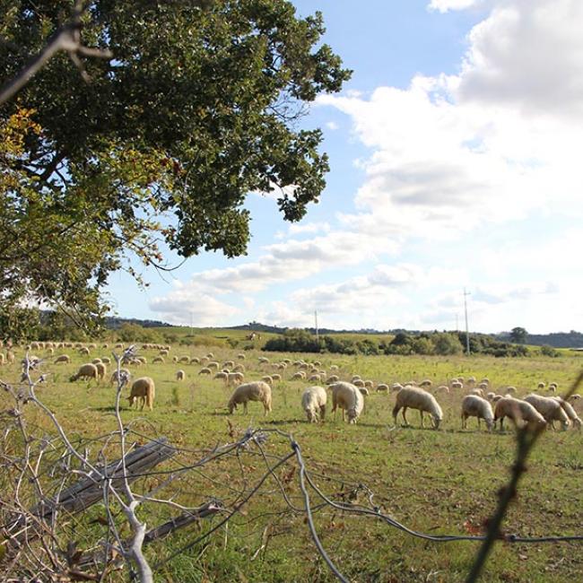La Toscana terra di olio