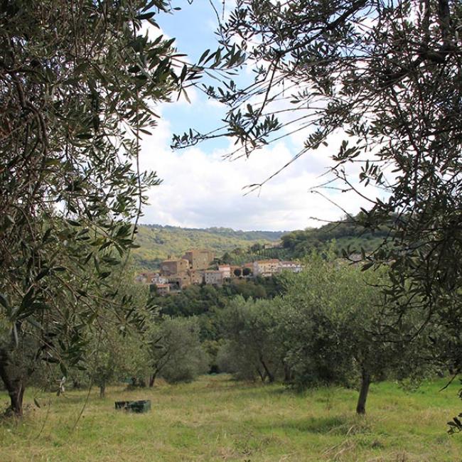 La Toscana terra di olio