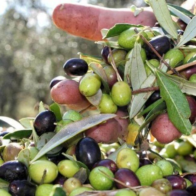 Olio Terra Nera olive
