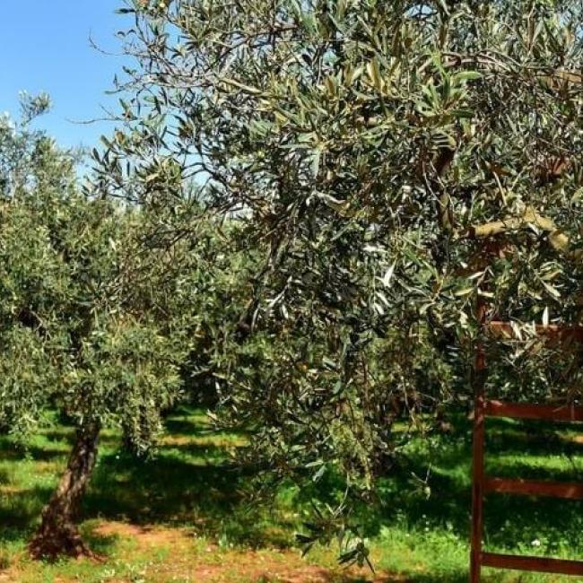 Olio Terra Nera  ulivi